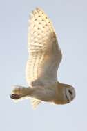 Image of American Barn Owl