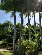 Image of Puerto Rico royal palm