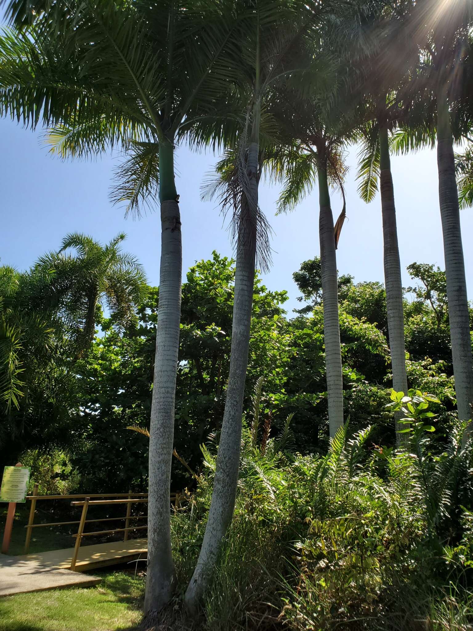 Image of Puerto Rico royal palm