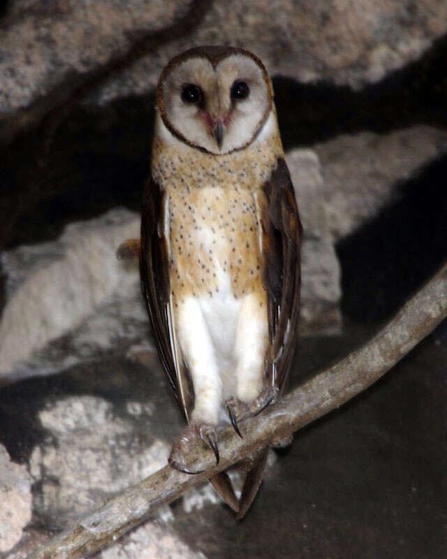 Image of Sulawesi Masked Owl