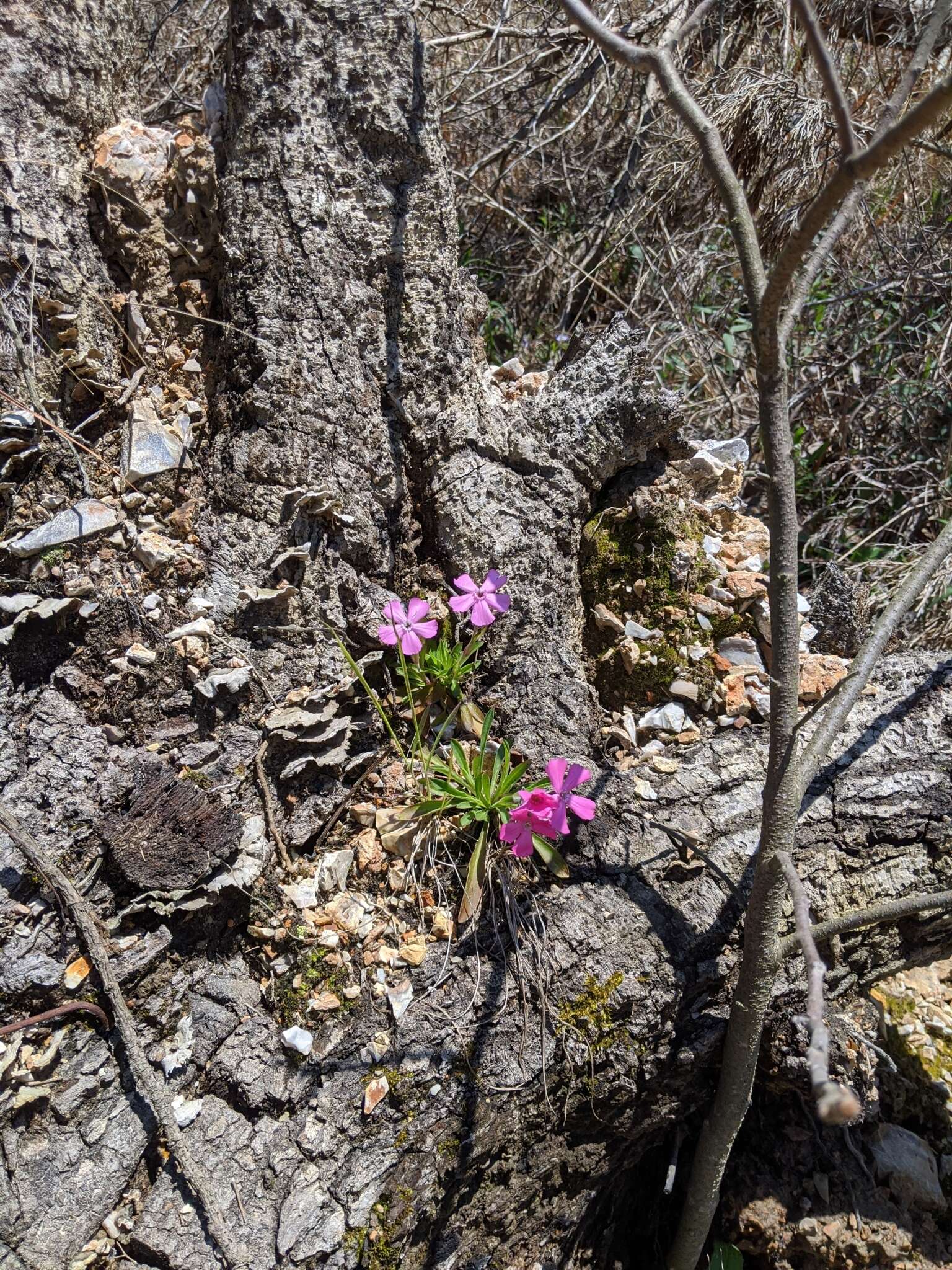 Слика од Silene caroliniana subsp. wherryi (Small) R. T. Clausen