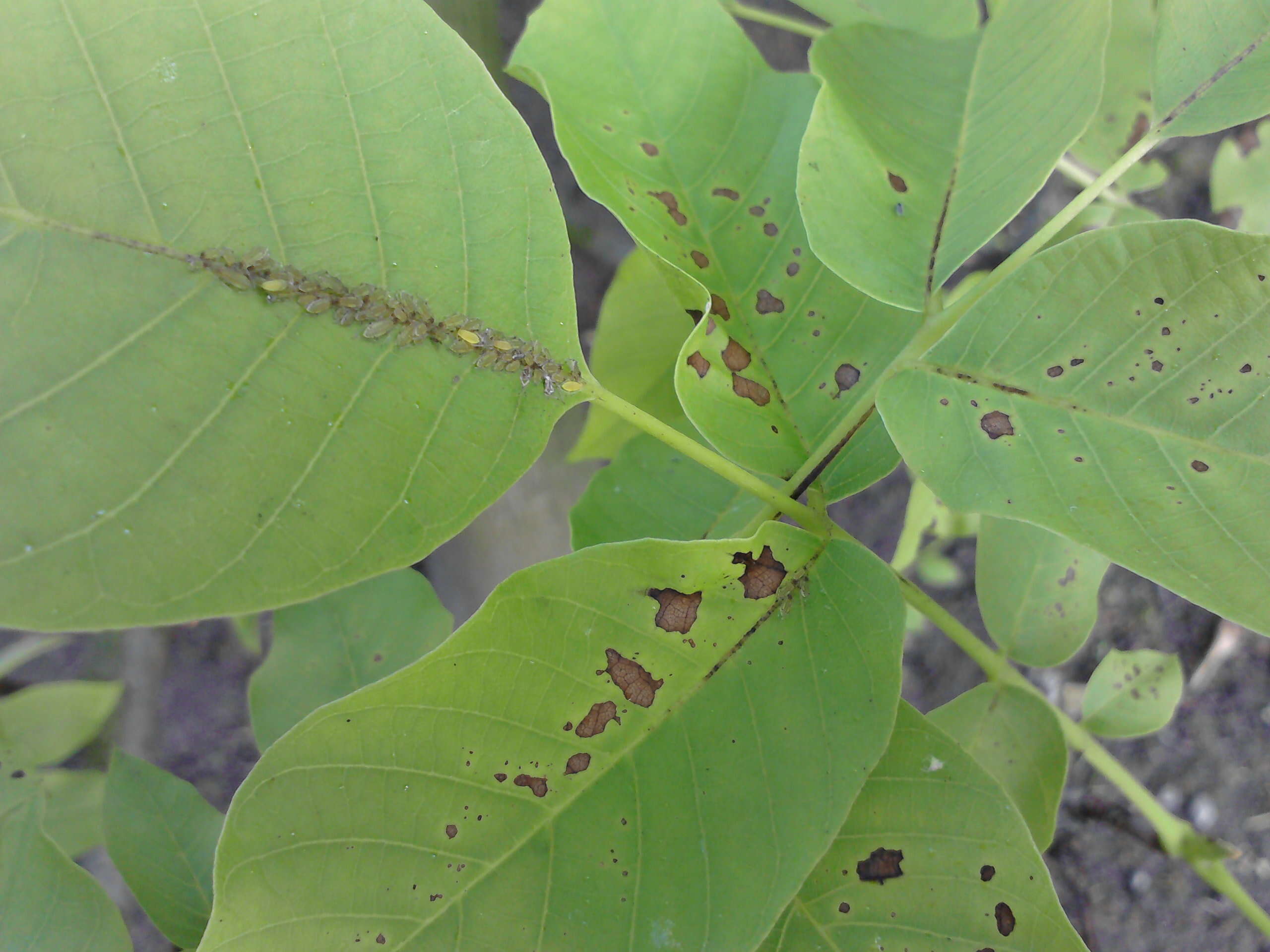 Image of Ophiognomonia leptostyla (Fr.) Sogonov 2008