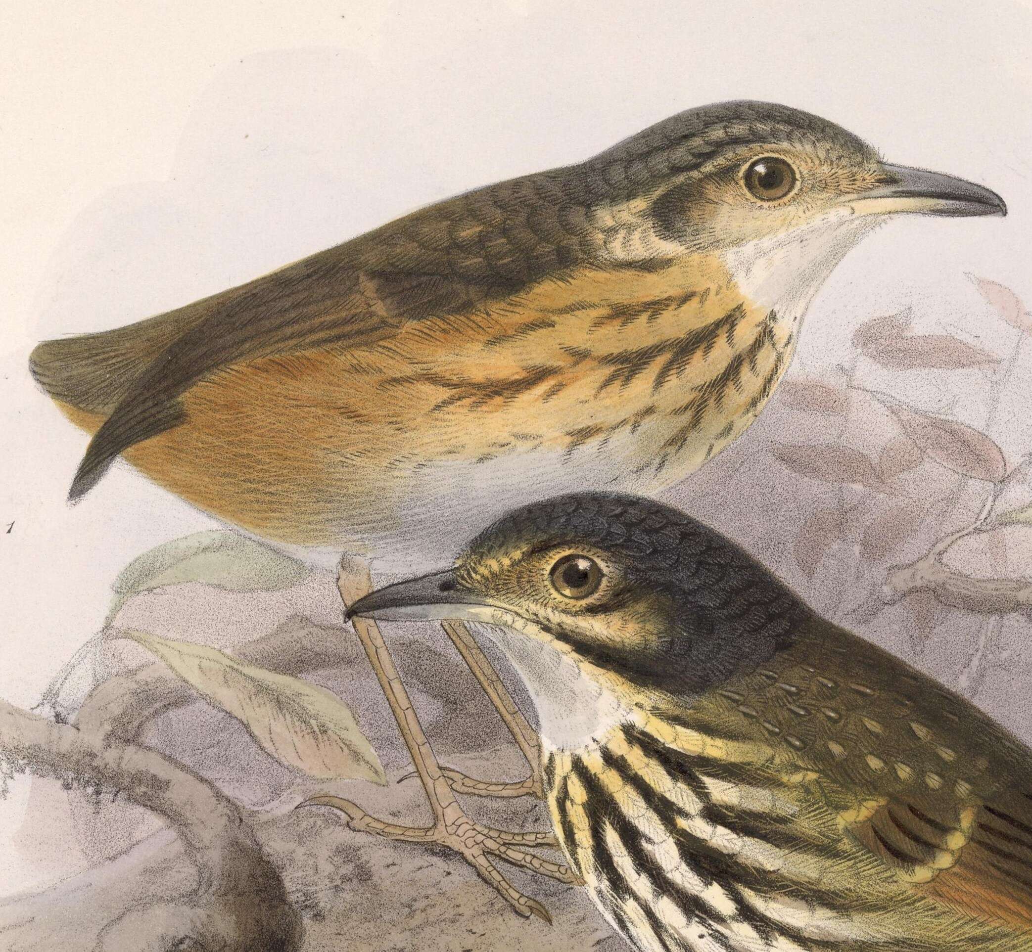 Image of Fulvous-bellied Antpitta