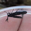 Image of Western Grapeleaf Skeletonizer