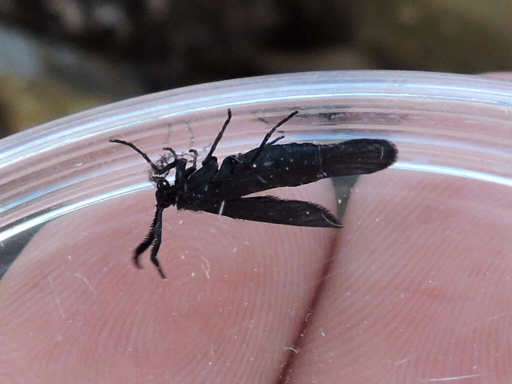 Image of Western Grapeleaf Skeletonizer