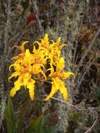 Image of Cyrtochilum auropurpureum (Rchb. fil.) Dalström