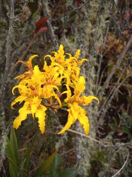 Image of Cyrtochilum auropurpureum (Rchb. fil.) Dalström