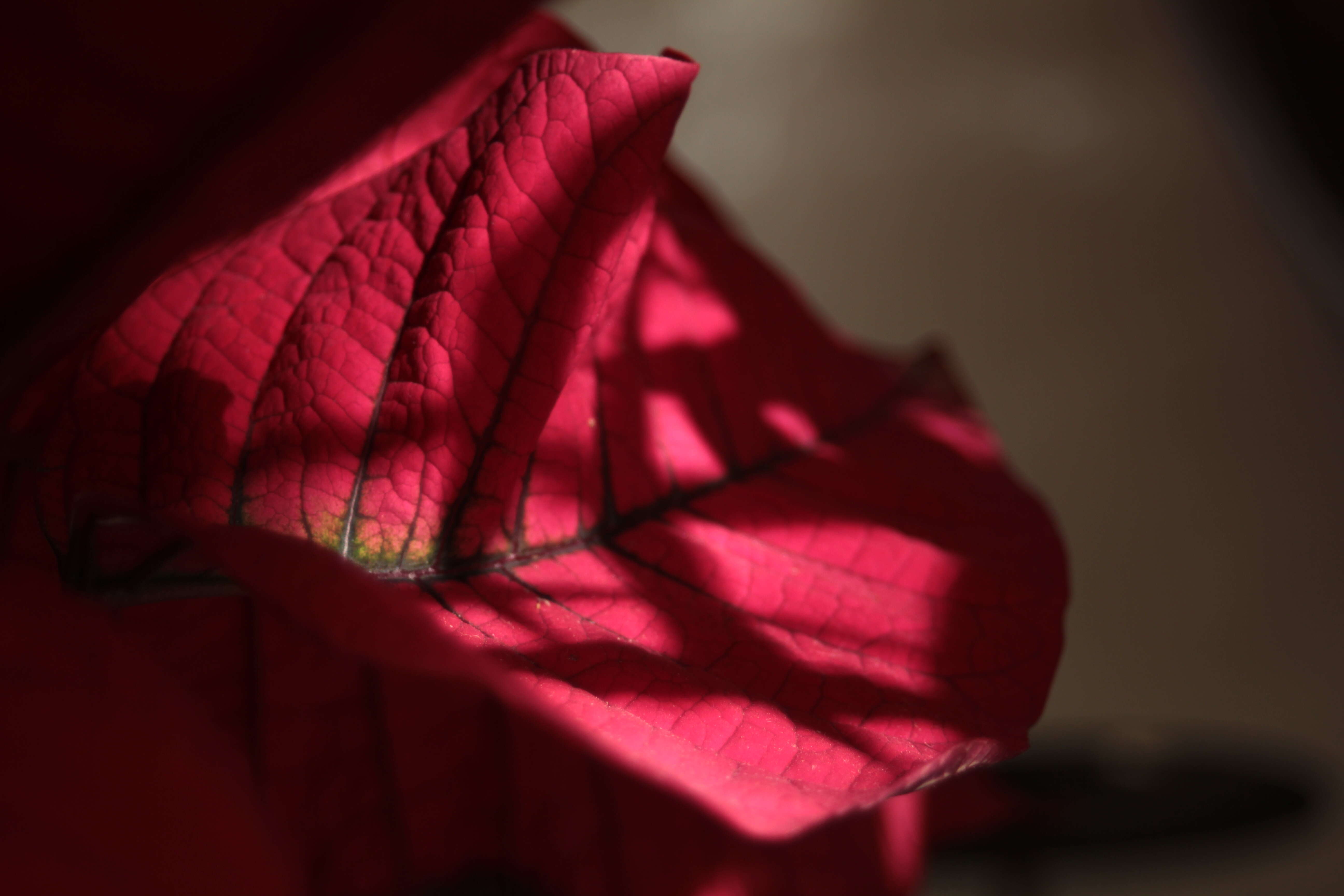 Image of poinsettia