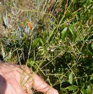 Image of narrowleaf Indian breadroot