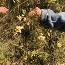 Imagem de Acacia linifolia (Vent.) Willd.