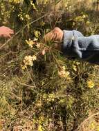 Imagem de Acacia linifolia (Vent.) Willd.