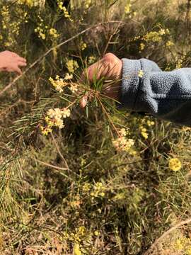 Imagem de Acacia linifolia (Vent.) Willd.