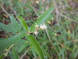 Слика од Croton linearis Jacq.