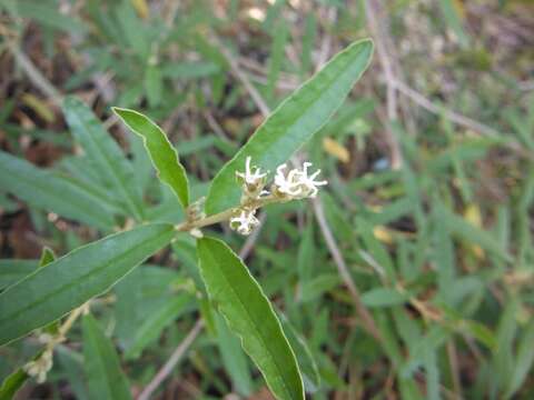 Image of Croton linearis Jacq.