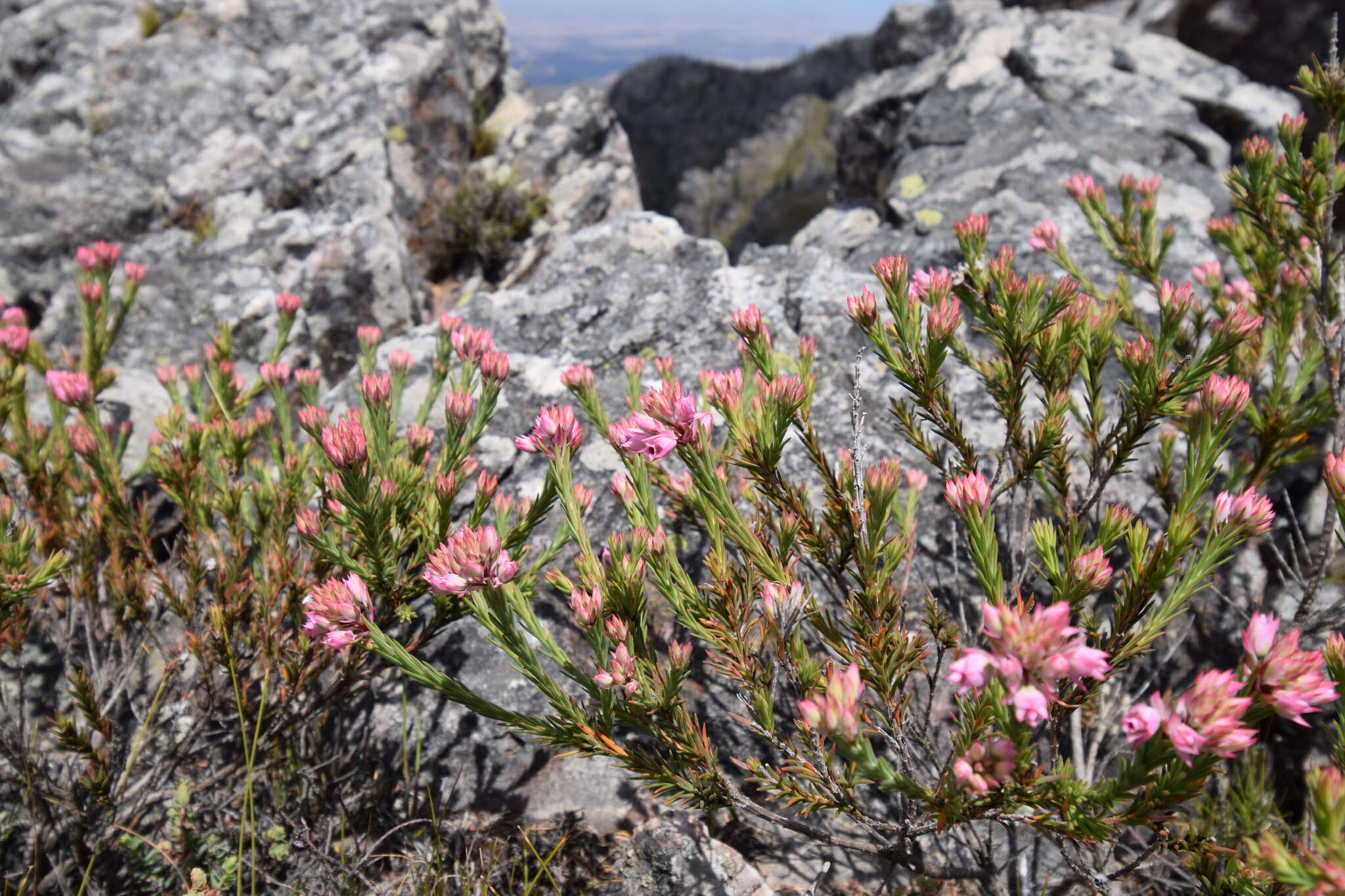 Image of Erica taxifolia