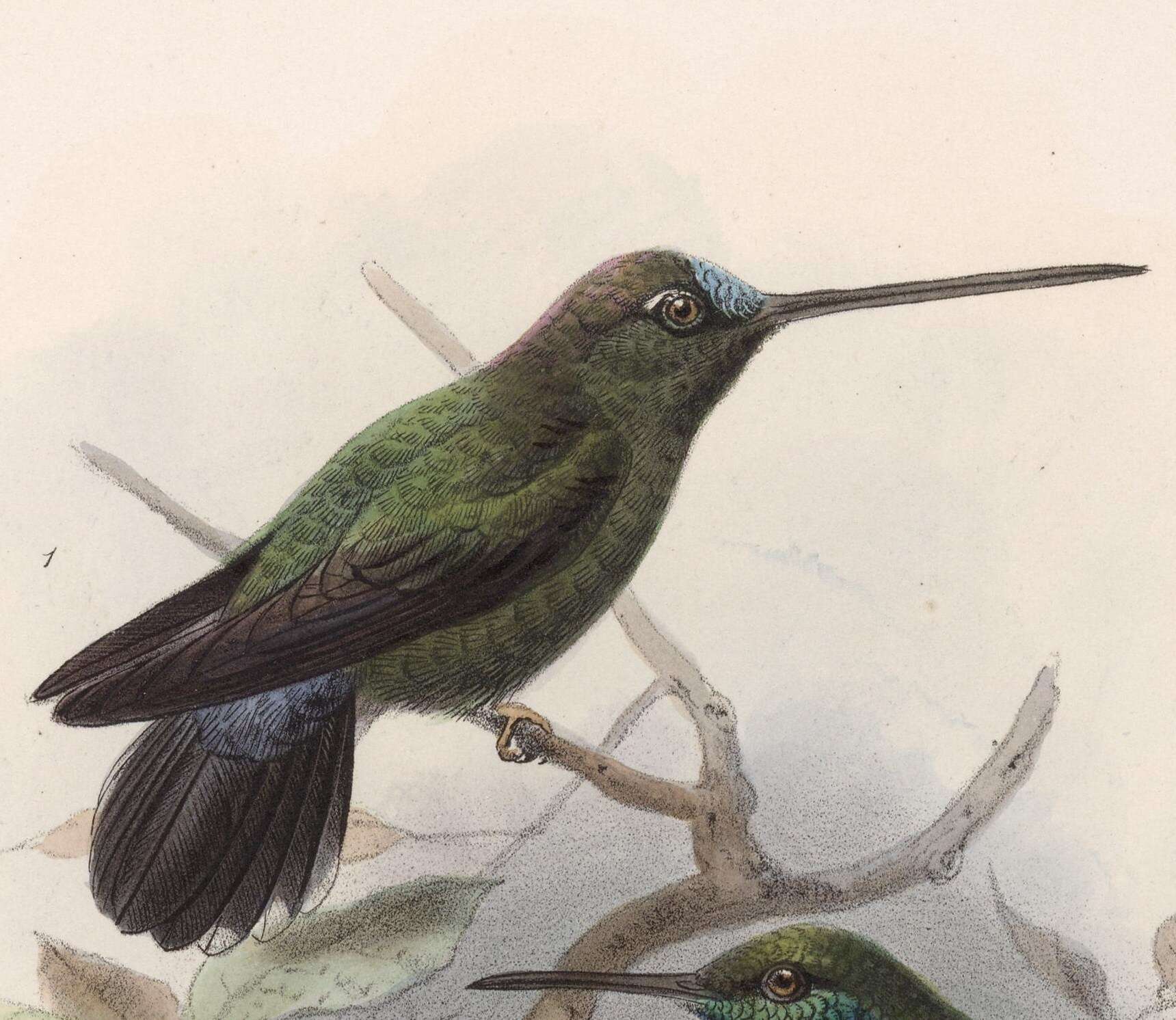 Image of Doryfera Gould 1847