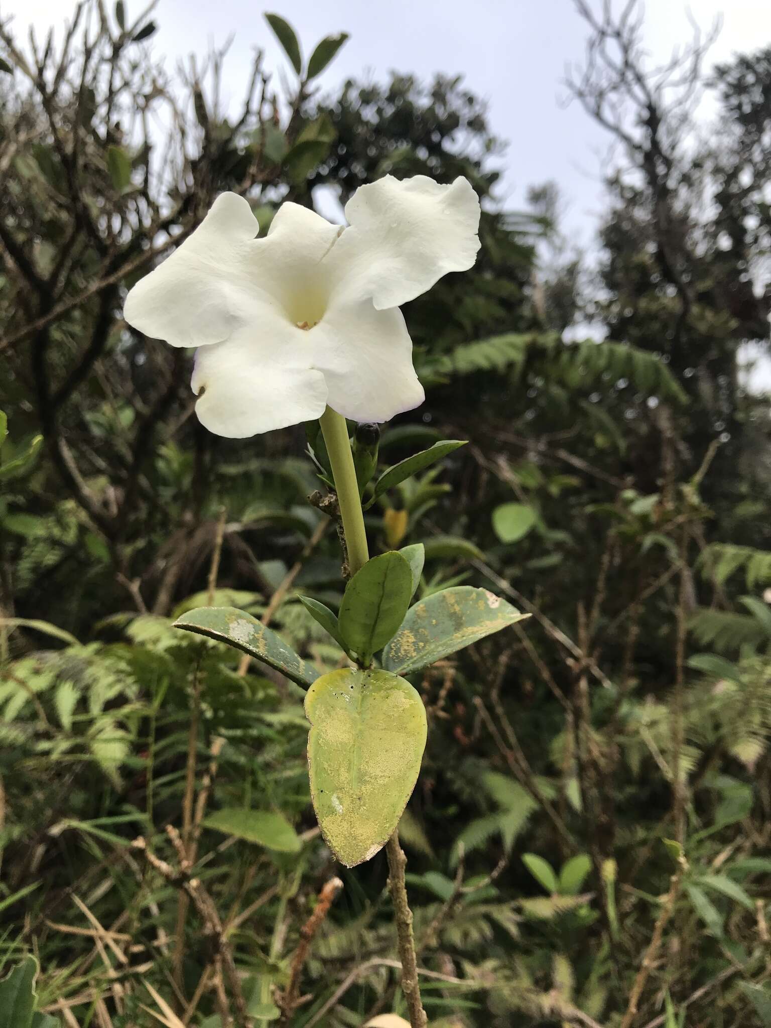 Brunfelsia americana L. resmi