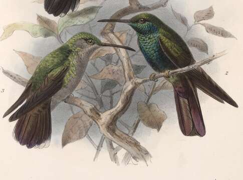 صورة Chalybura urochrysia (Gould 1861)