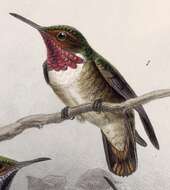 Image of Selasphorus Swainson 1832