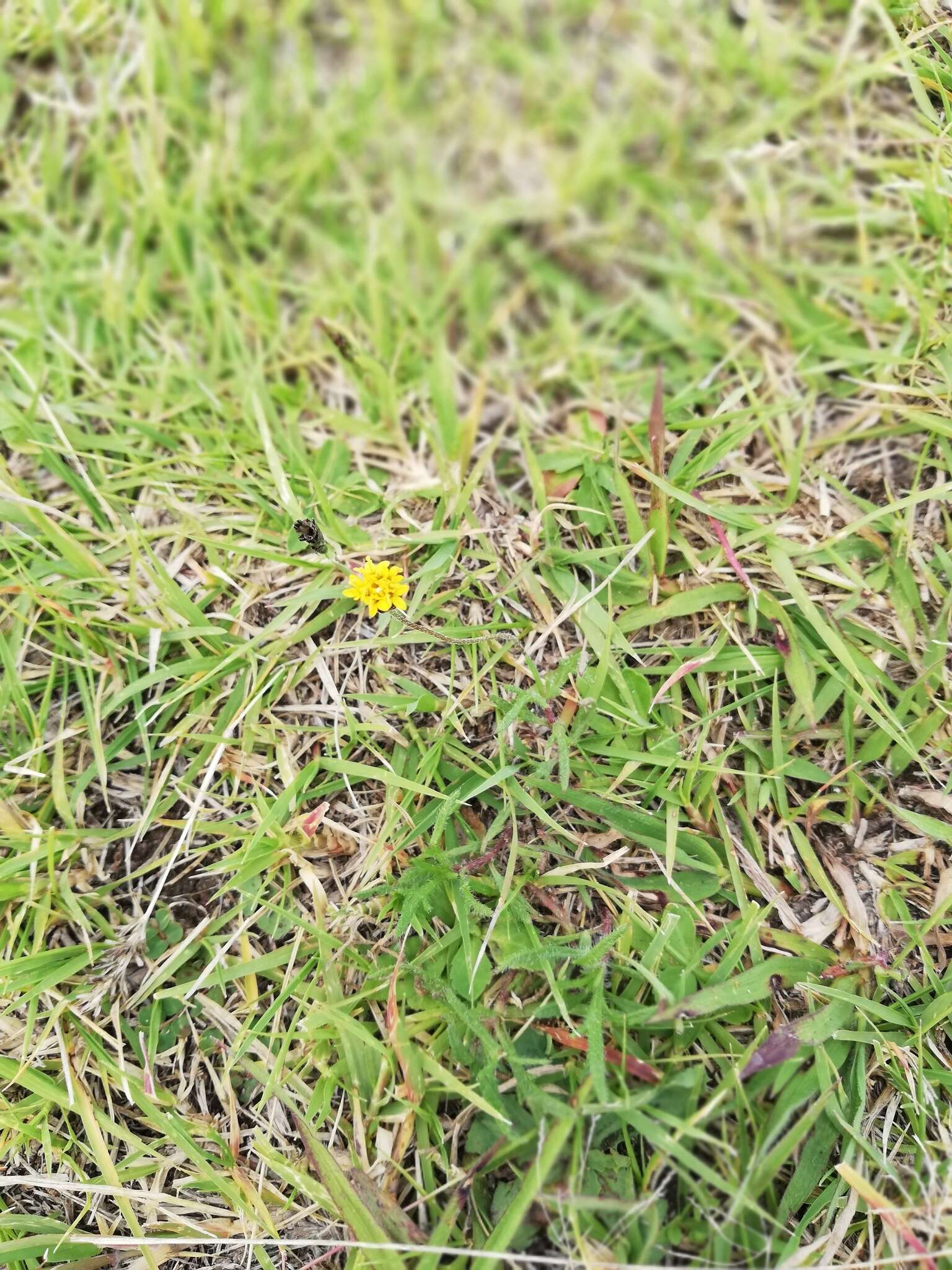 Image of Tridax coronopifolia (Kunth) Hemsl.