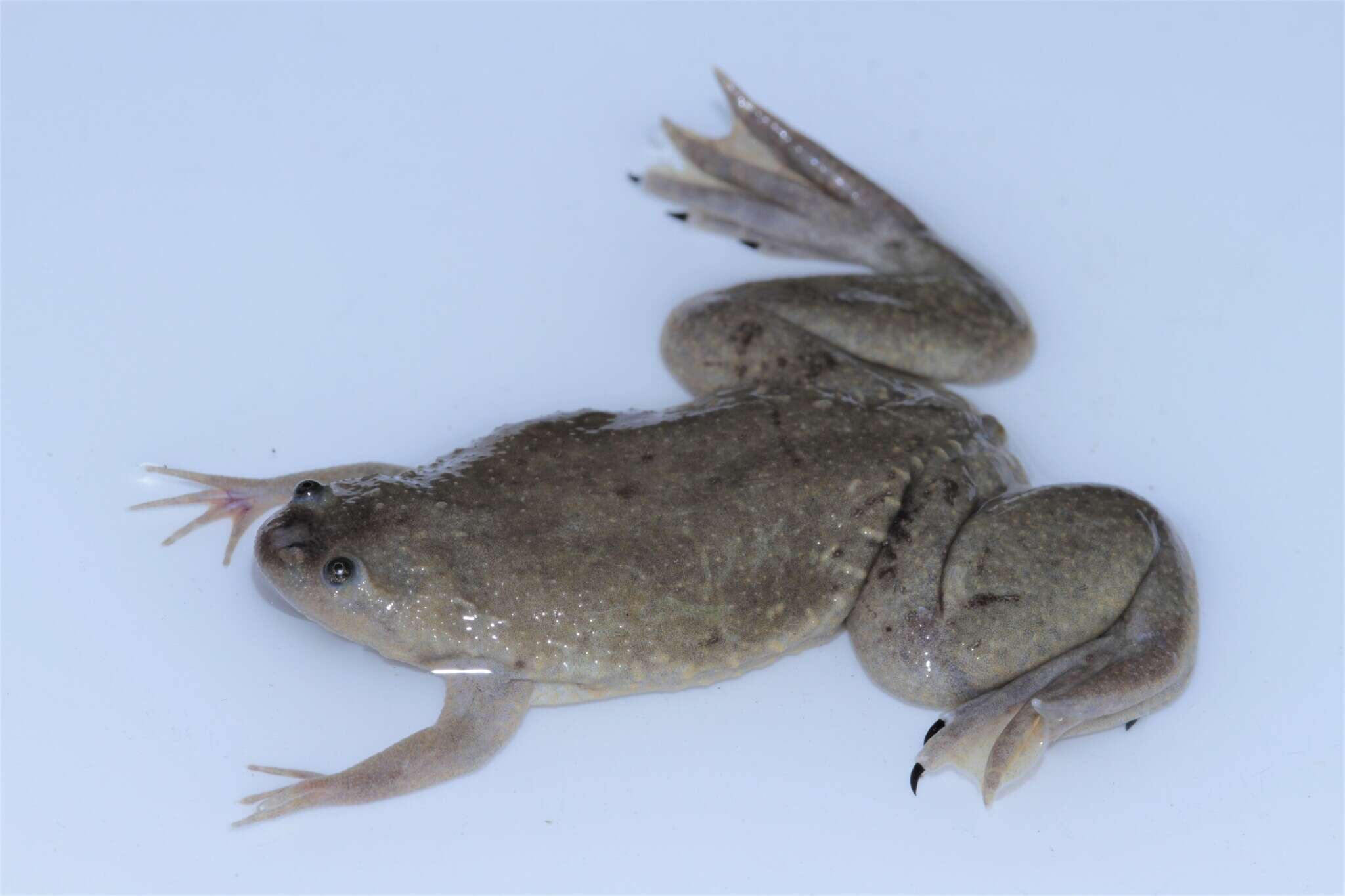 Image of Xenopus mellotropicalis Evans, Carter, Greenbaum, Gvozdík, Kelley, McLaughlin, Pauwels, Portik & Stanley et al. 2015