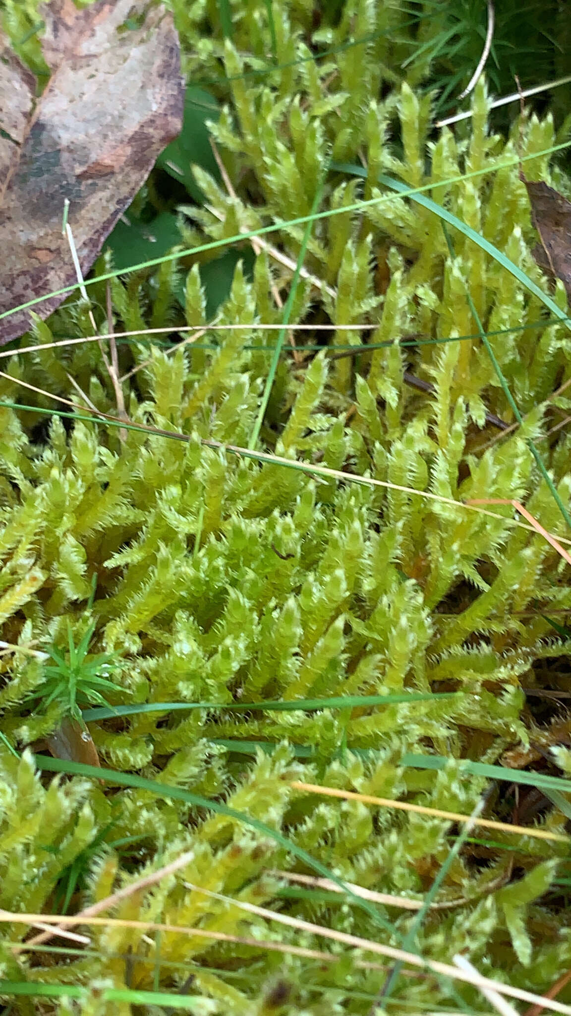 Image of Calliergonella lindbergii Hedenäs 1990