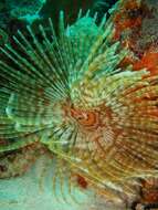 Image of feather duster worms