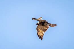 Image of Buteo japonicus japonicus Temminck & Schlegel 1845