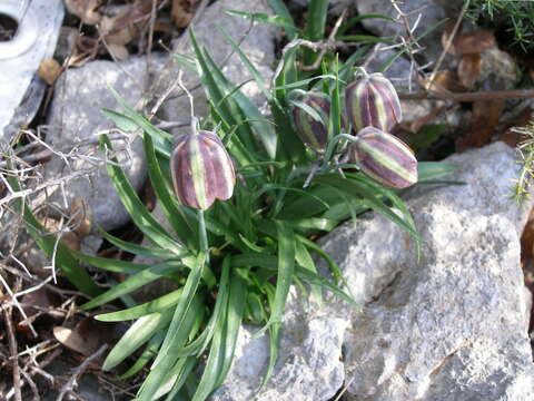 Image of Fritillaria messanensis subsp. neglecta (Parl.) Nyman