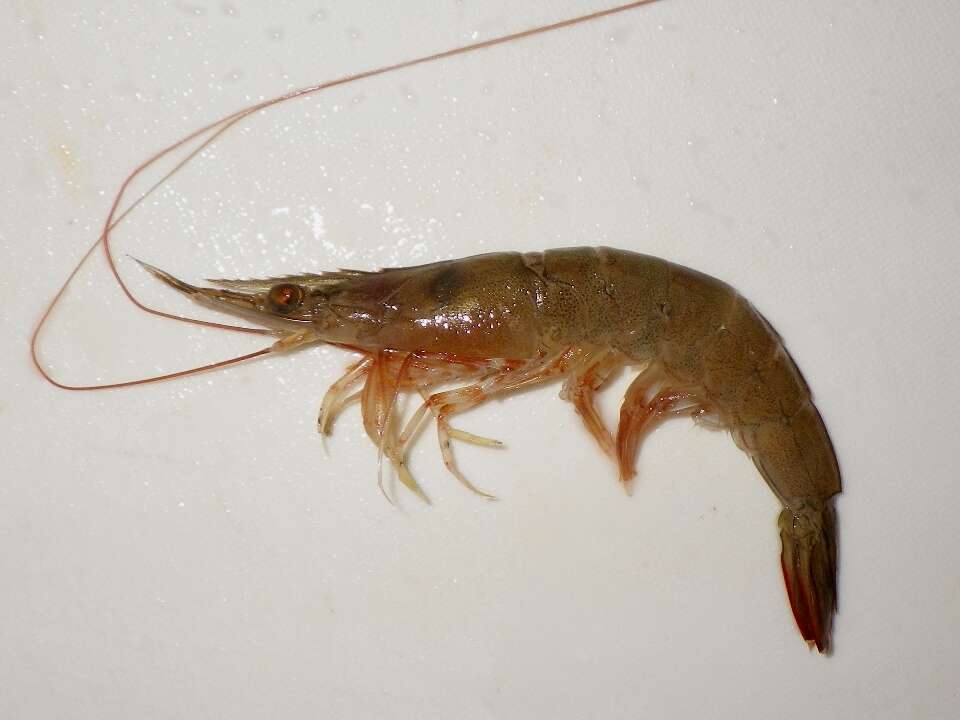 Image of metapenaeus shrimps