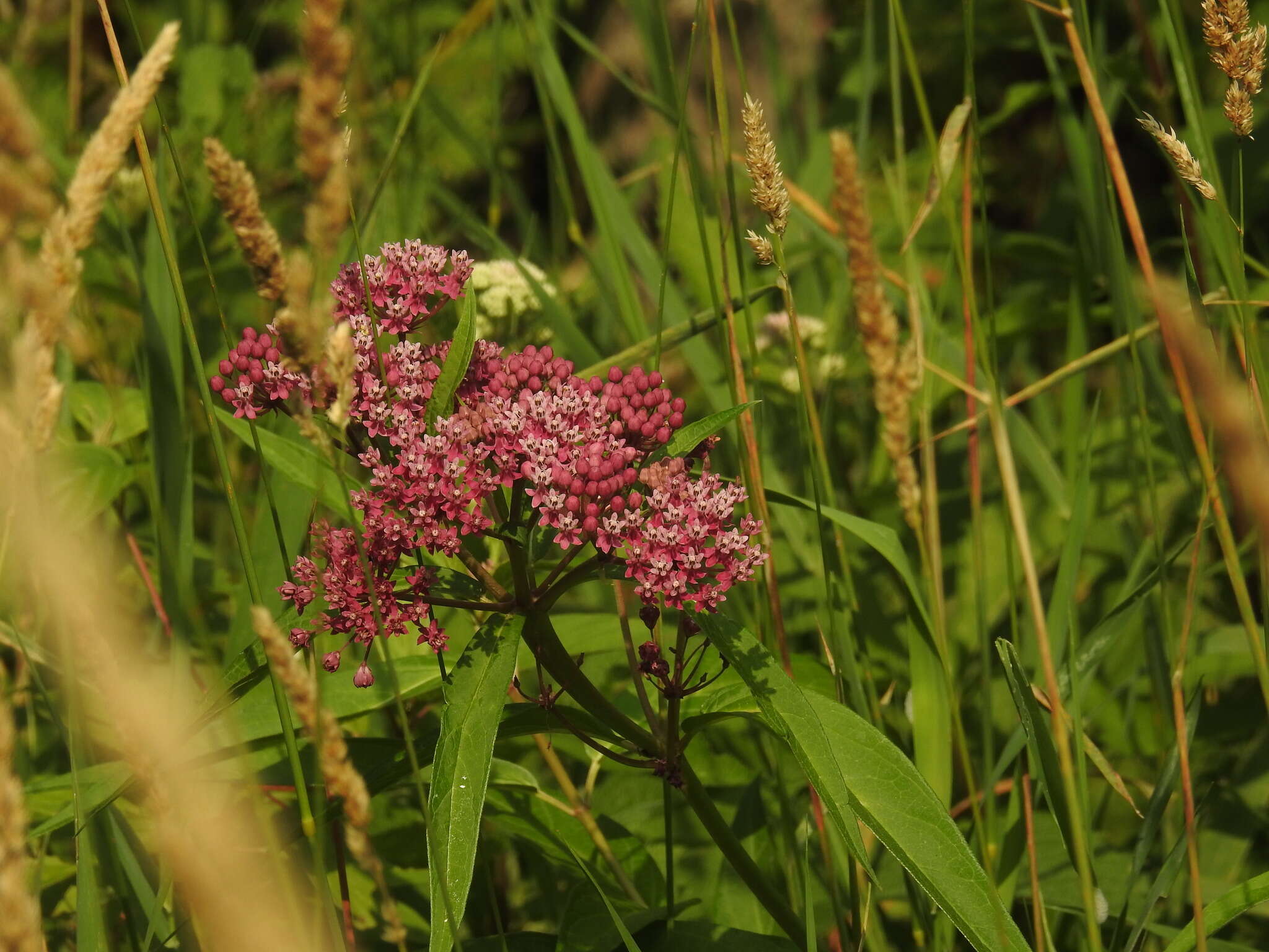 Image of swamp milkweed