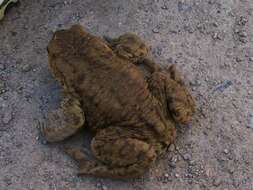 Image of Common Toad