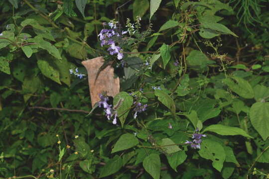 Imagem de Salvia compsostachys Epling