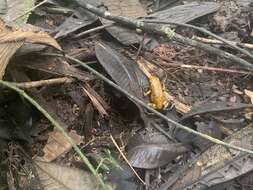 Image of Pichincha poison frog