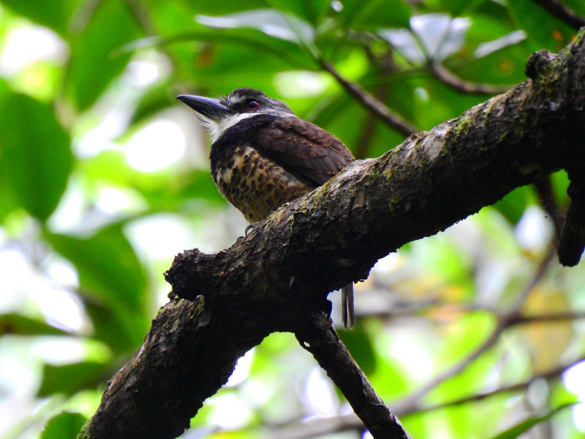 Image of Sooty-capped Puffbird