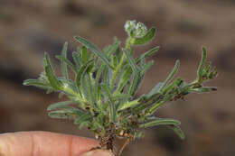 Image of Cryptantha barbigera var. barbigera