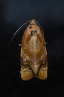 Image of red-barred tortrix