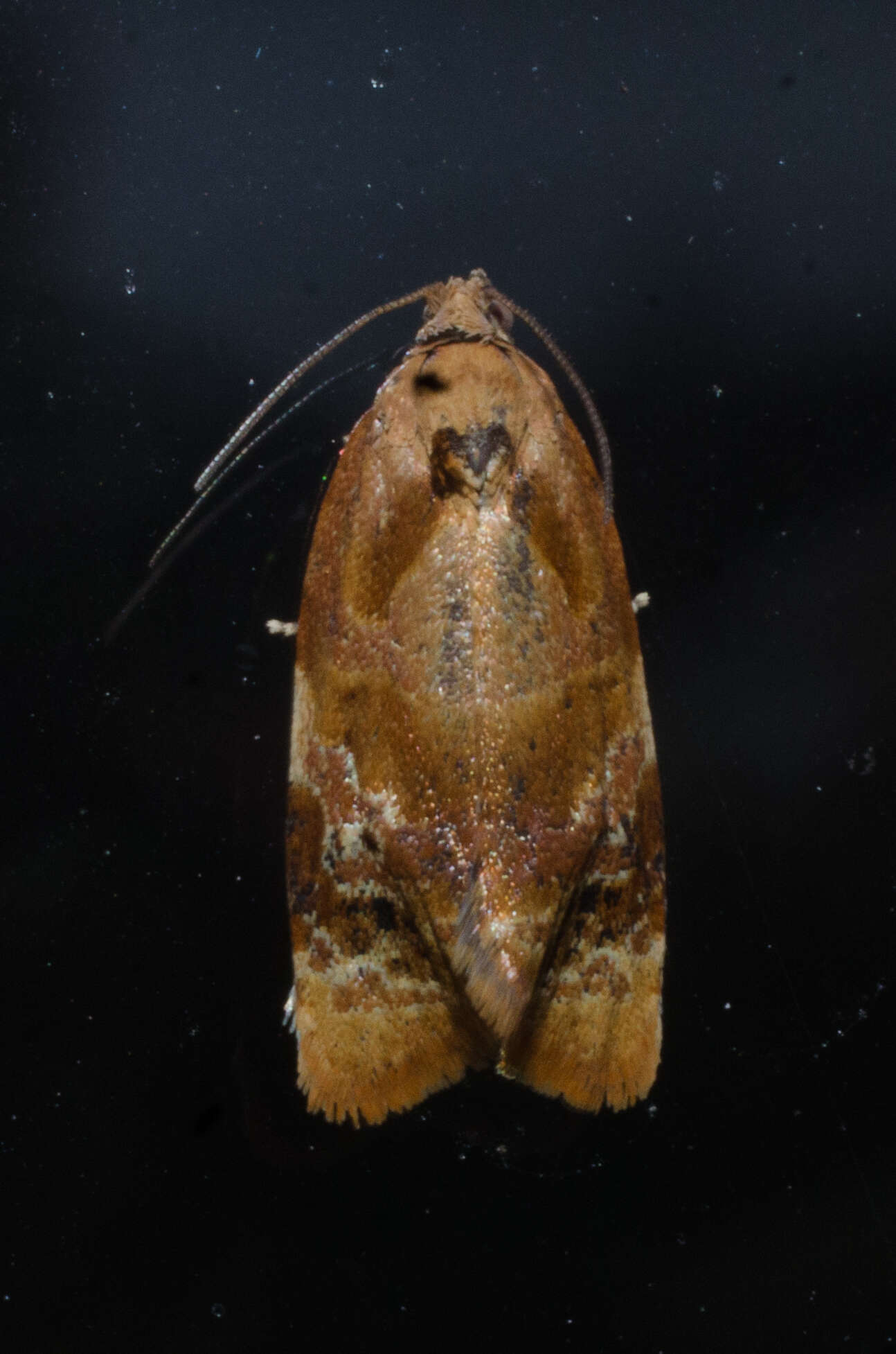 Image of red-barred tortrix