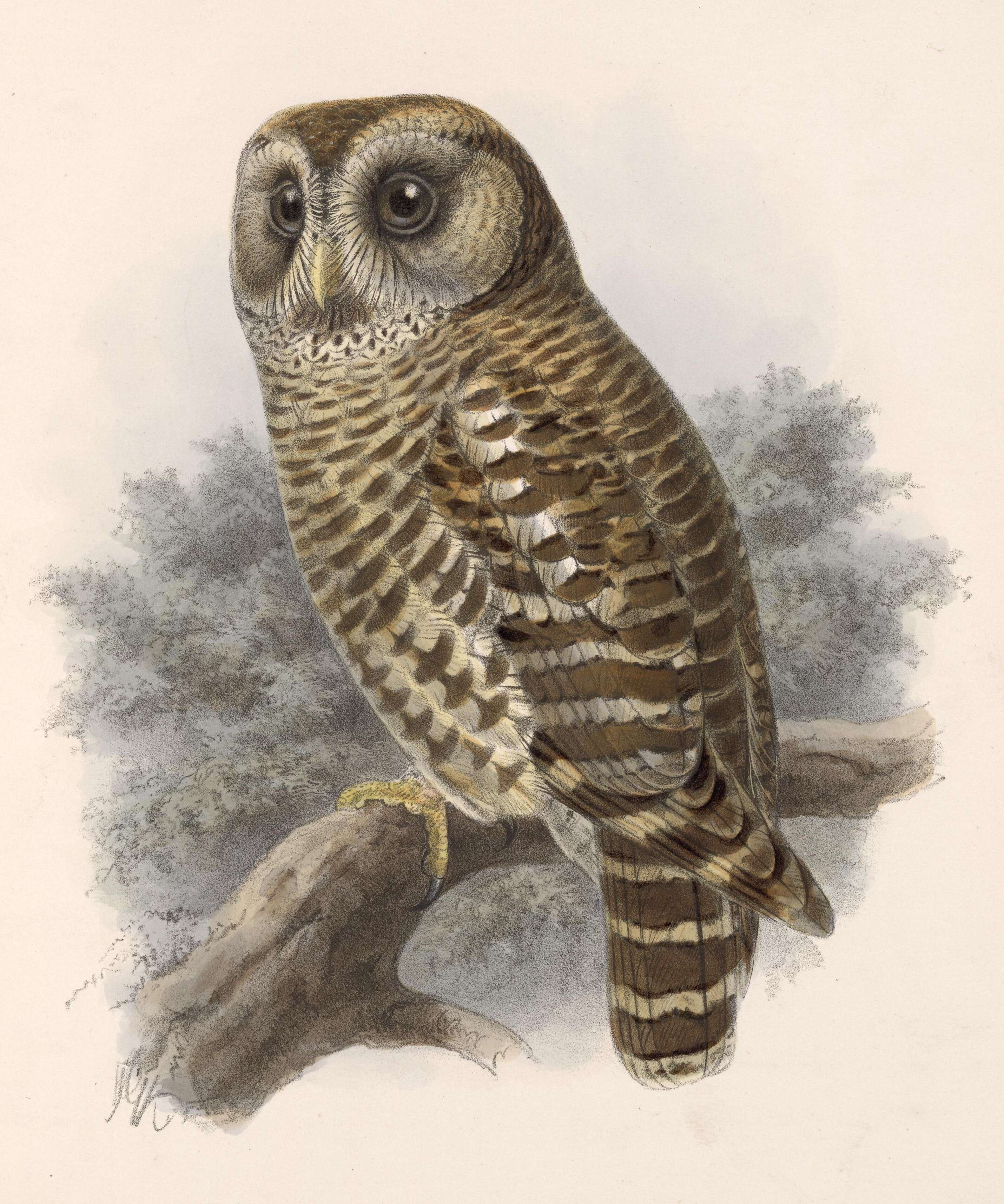 Image of Strix Linnaeus 1758