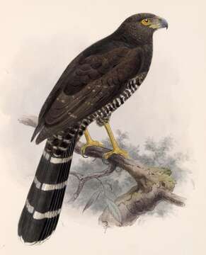 Image of Collared Forest Falcon