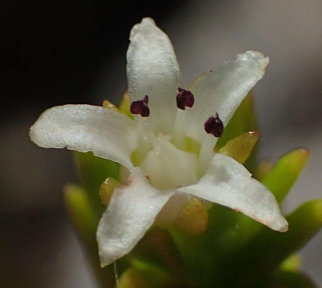 Image of <i>Crassula ericoides</i> subsp. <i>tortuosa</i> Toelken