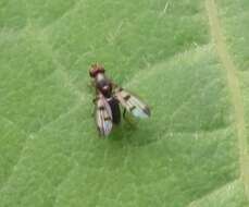 Image de Geomyza tripunctata Fallen 1823