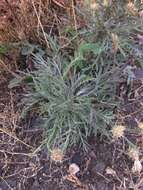 Image of diffuse knapweed