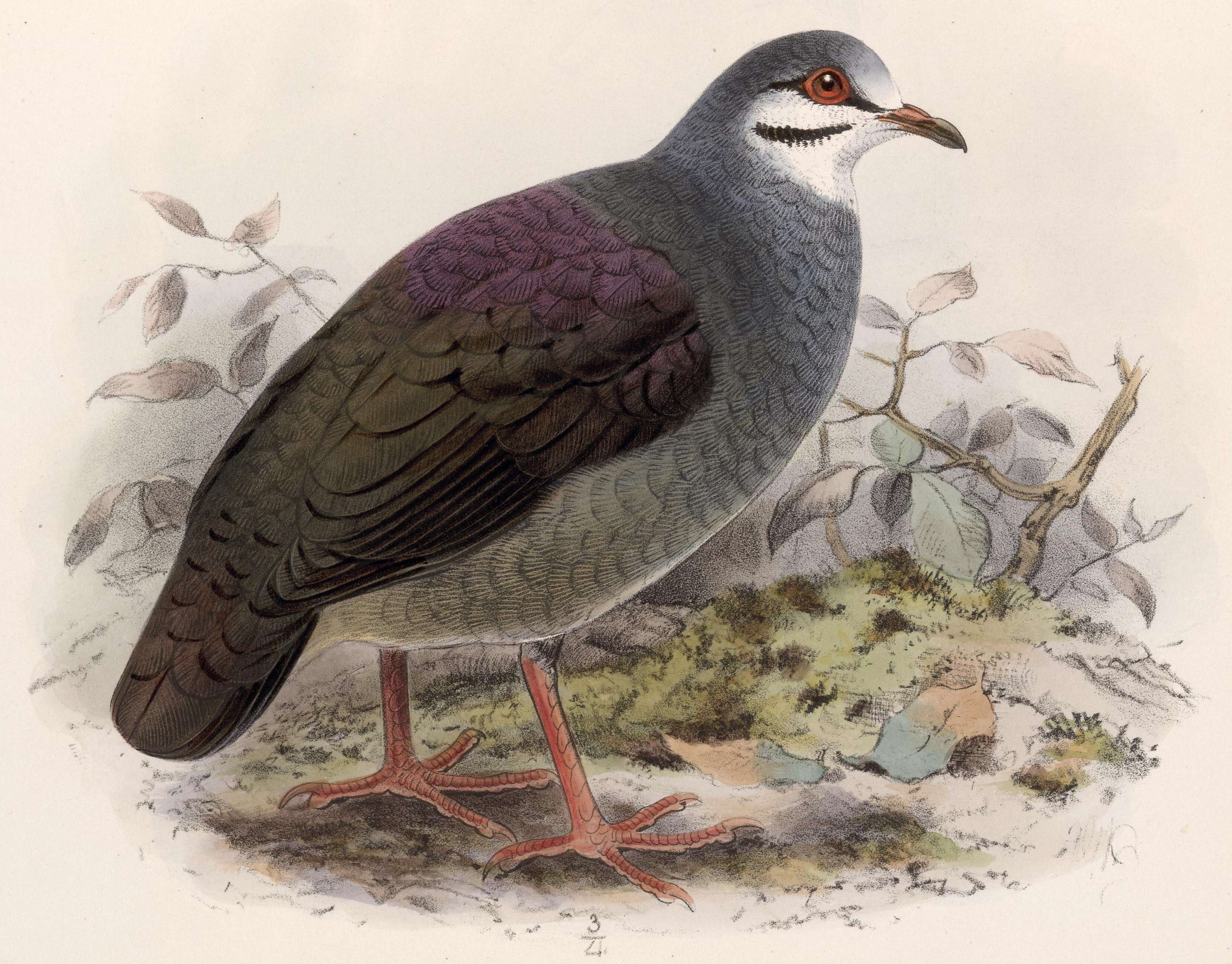 Image of Purplish-backed Quail-Dove