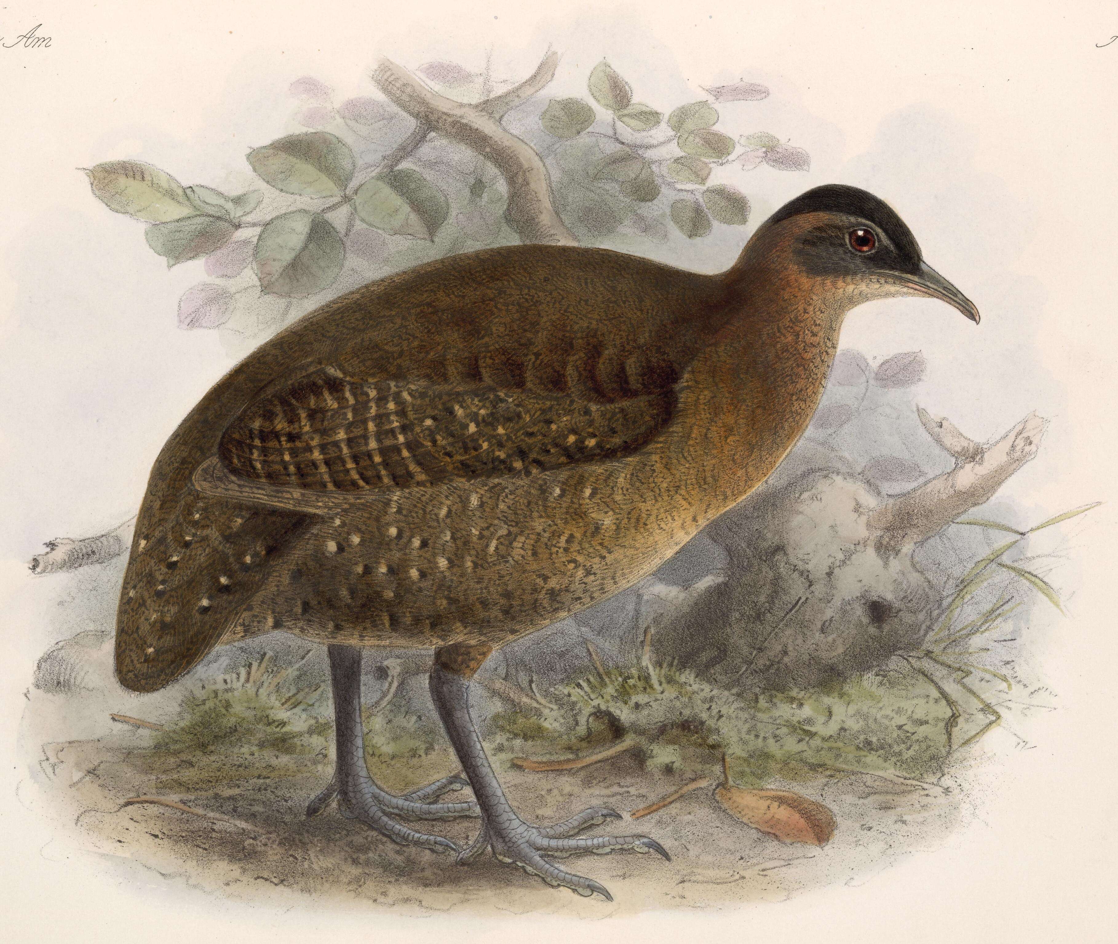 Image of Highland Tinamou