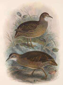 Image of Eastern Thicket Tinamou