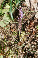 Image of Salvia japonica Thunb.