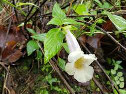 Image of Achimenes glabrata (Zucc.) Fritsch