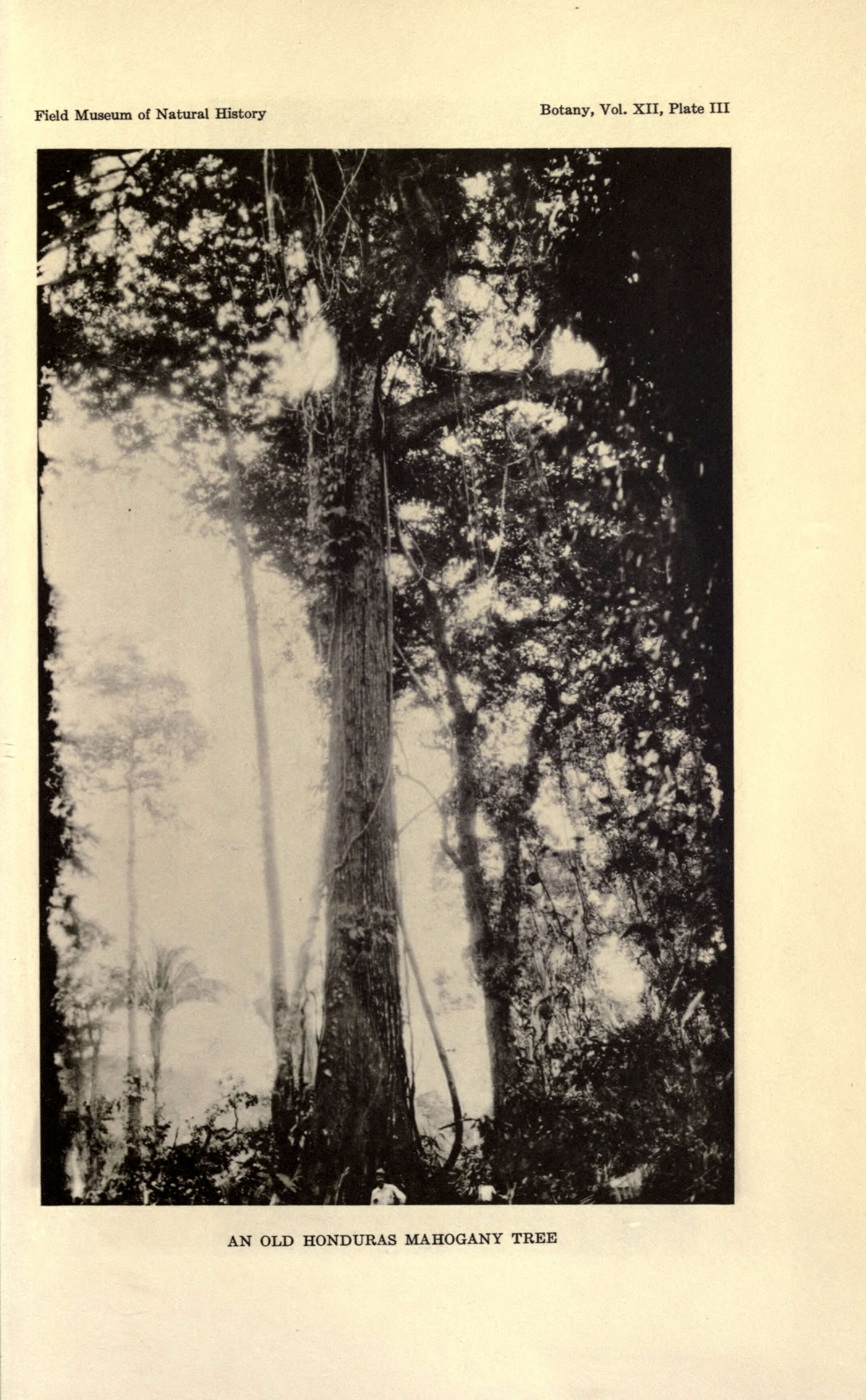 Image of Honduras mahogany