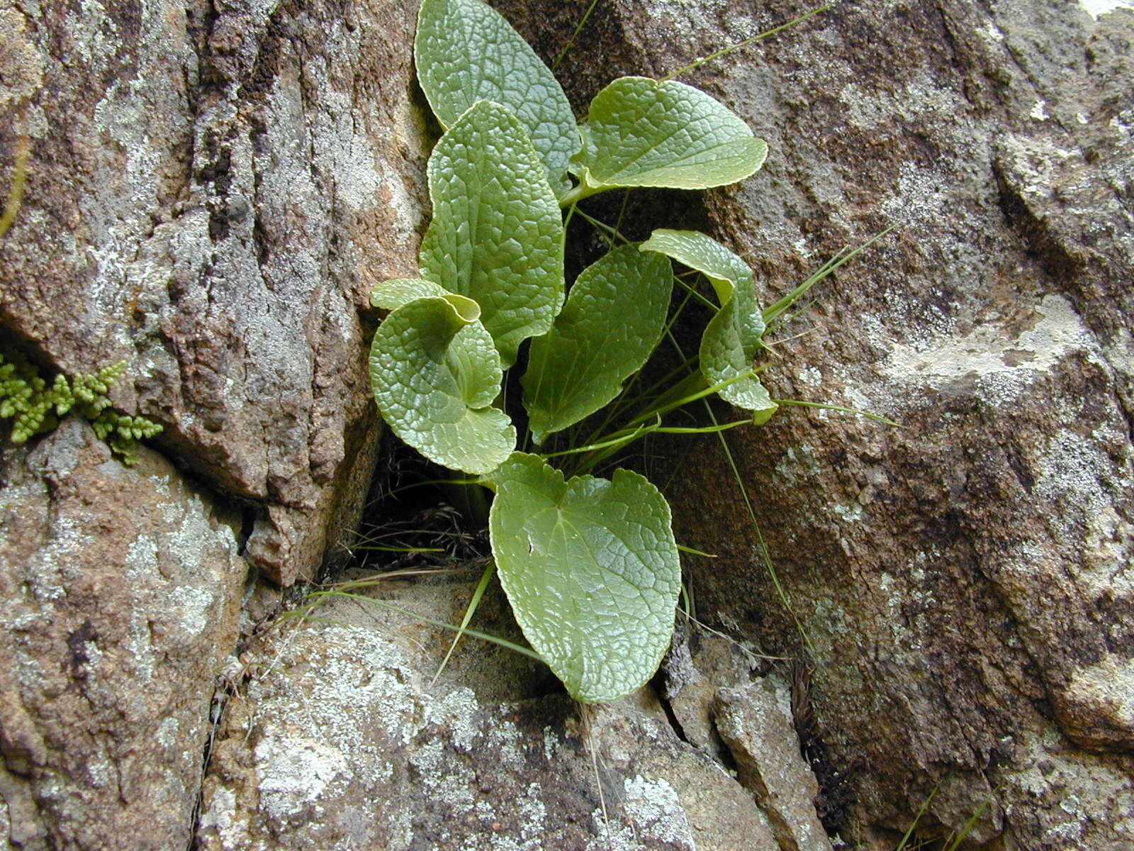 Image of Guthriea capensis Bolus